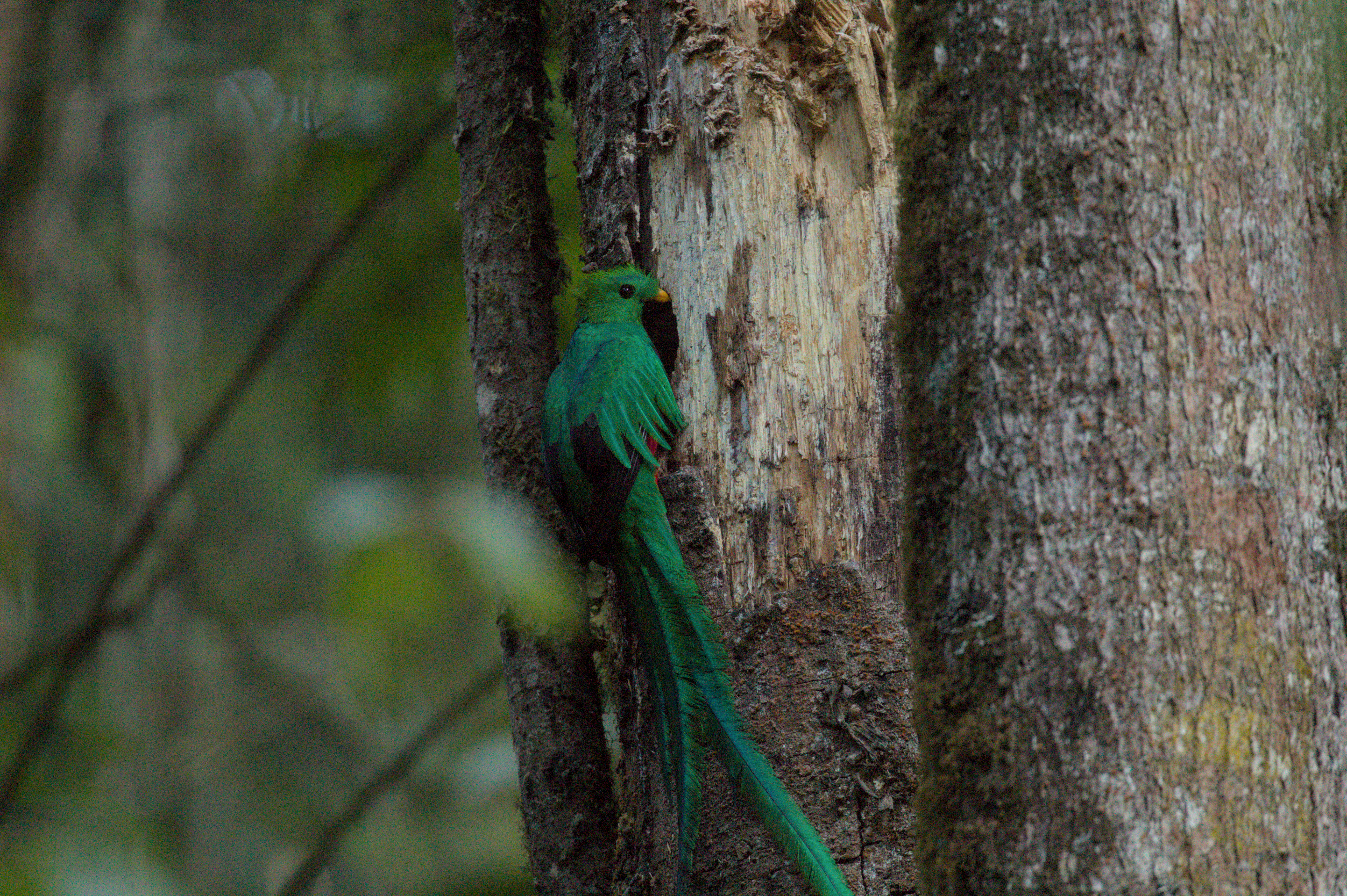 Le quetzal, oiseau emblématique de la biodiversité au Costa Rica